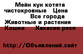 Мейн-кун котята чистокровные › Цена ­ 25 000 - Все города Животные и растения » Кошки   . Хакасия респ.